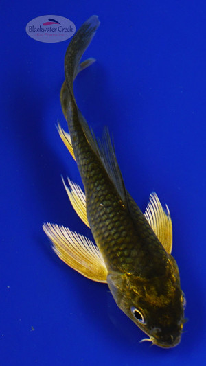 Fish 35, 3-4 inches [PW-T1-35]