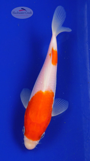 Fish 38, 3-4 inches [PW-T1-38]