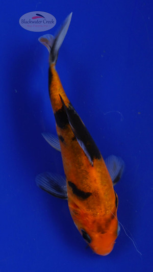 Fish 42, 3-4 inches [PW-T1-42]