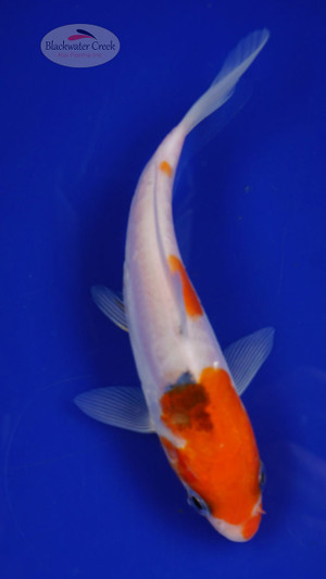 Fish 43, 3-4 inches [PW-T1-43]