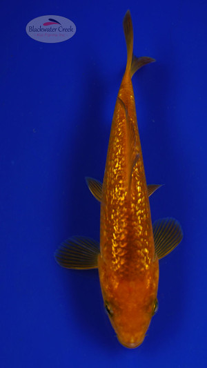 Fish 44, 3-4 inches [PW-T1-44]