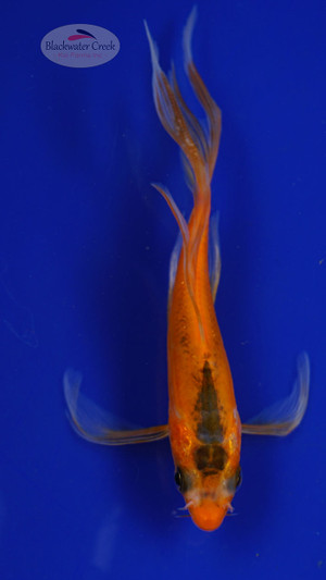 Fish 50, 3-4 inches [PW-T1-50]