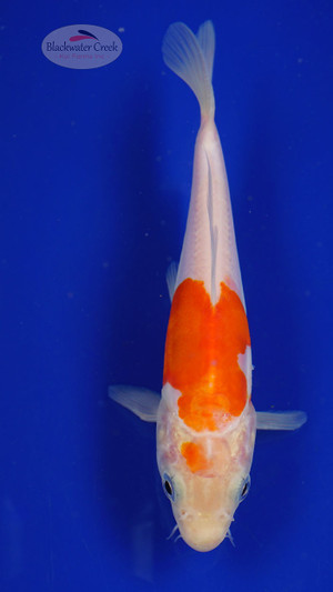 Fish 51, 3-4 inches [PW-T2-51]