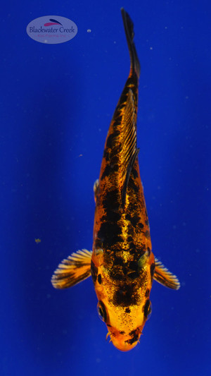 Fish 53, 3-4 inches [PW-T2-53]