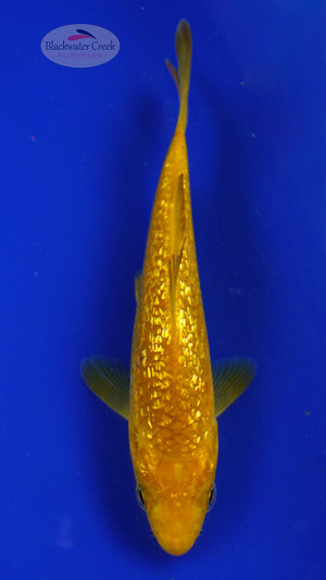 Fish 58, 3-4 inches [PW-T2-58]