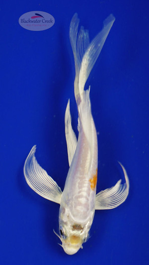 Fish 59, 3-4 inches [PW-T2-59]