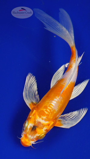 Fish 60, 3-4 inches [PW-T2-60]