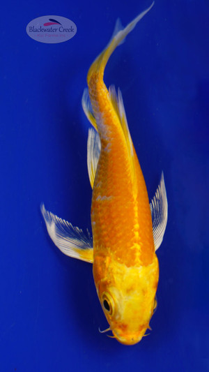 Fish 62, 3-4 inches [PW-T2-62]