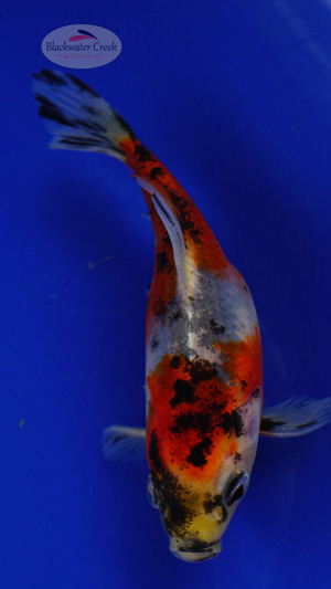 Goldfish 66, 3-4 inches [PW-T2-66]