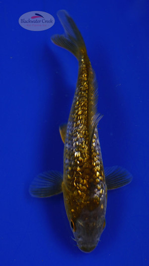 Fish 68, 3-4 inches [PW-T2-68]