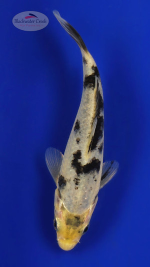 Shiro Bekko 5-6 inches [D26-T120-2]