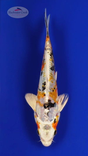 Yamato Nishiki 5-6 inches [D26-T120-4]