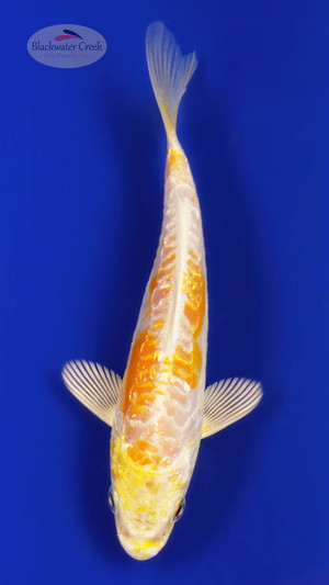 Doitsu Hariwake 5-6 inches [D26-T120-5]