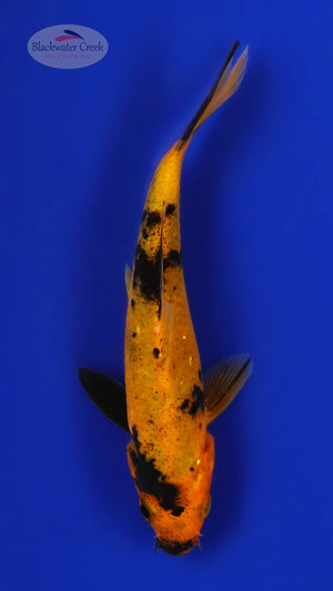 Hi Utsuri 4-5 inches [D26-T120-8]