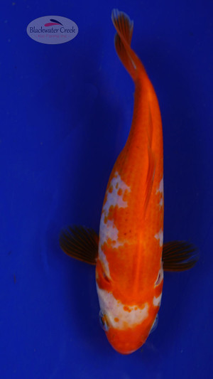 Goldfish 71, 3-4 inches [PW-T3-71]