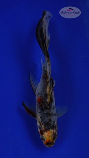 Goldfish 72, 3-4 inches [PW-T3-72]