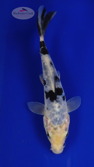 Fish 73, 3-4 inches [PW-T3-73]