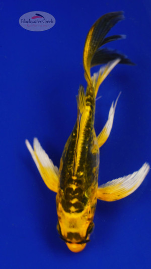 Fish 74, 3-4 inches [PW-T3-74]