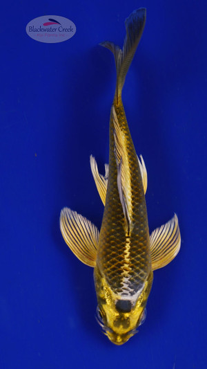 Fish 76, 3-4 inches [PW-T3-76]