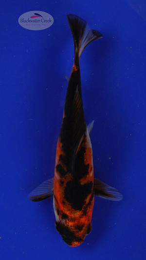 Goldfish 93, 3-4 inches [PW-T4-93]
