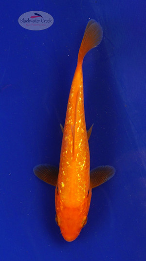 Fish 96, 3-4 inches [PW-T4-96]