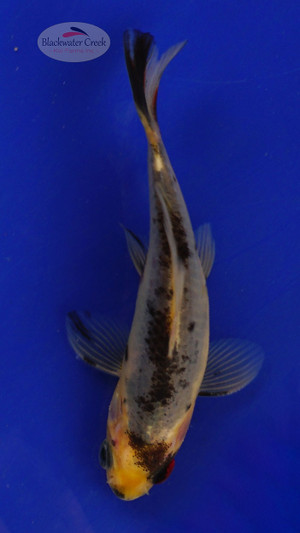 Goldfish 99, 3-4 inches [PW-T4-99]