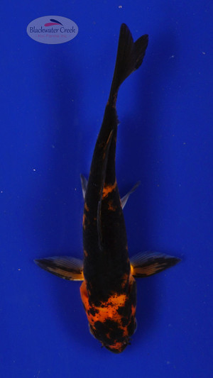 Fish 100, 3-4 inches [PW-T4-100]