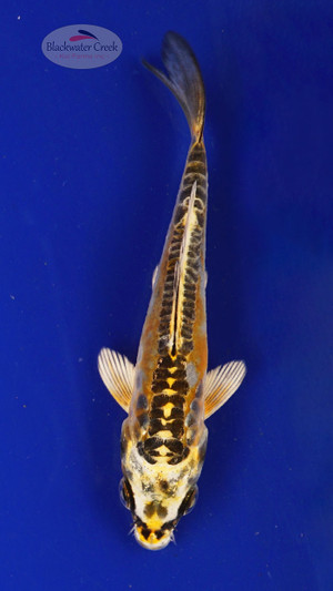 Fish 101, 3-4 inches [PW-T4-101]