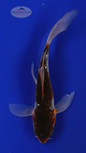 Fish 102, 3-4 inches [PW-T4-102]