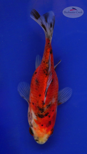 Goldfish 105, 3-4 inches [PW-T4-105]