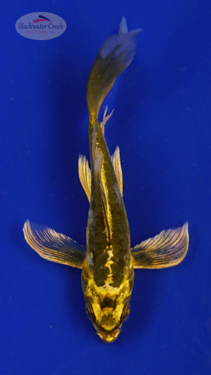 Fish 113, 3-4 inches [PW-T5-113]