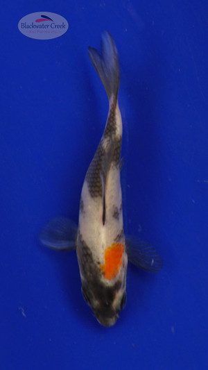 Fish 116, 3-4 inches [PW-T5-116]