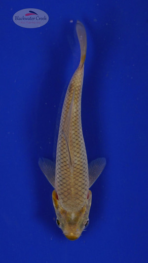 Fish 117, 3-4 inches [PW-T5-117]