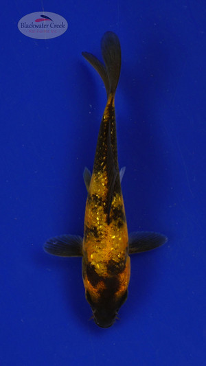 Fish 118, 3-4 inches [PW-T5-118]