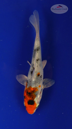 Fish 121, 3-4 inches [PW-T5-121]