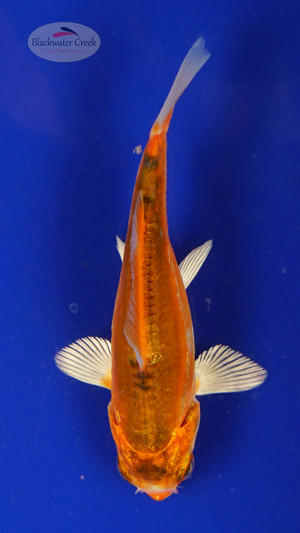 Fish 123, 3-4 inches [PW-T5-123]