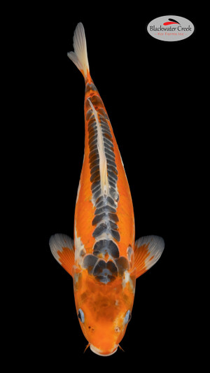 Shusui 18 inches [EA3-4226-5]