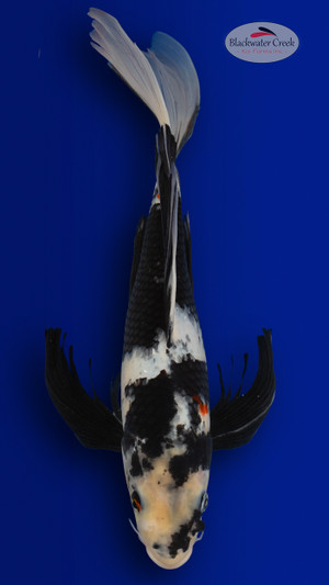 Shiro Utsuri 17 inches [EA3-4226-8]