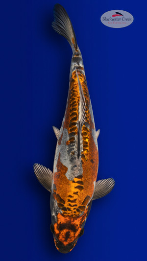 Kikokuryu 14 inches [EA3-4226-9]