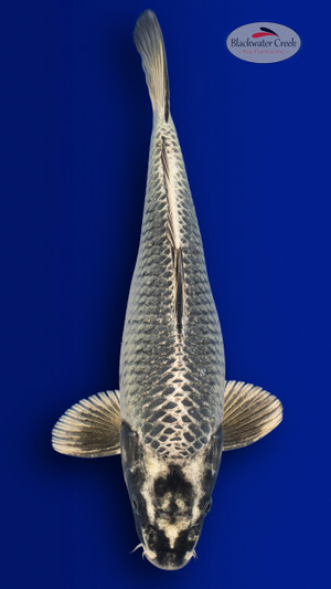 Matsuba 13 inches [EA3-4226-10]