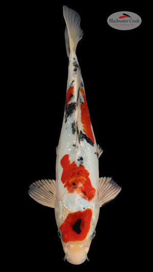 Heisei Nishiki 13 inches [EA6-4226-18]