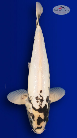 JUMBO Kumonryu 18 inches [EA5-81523-96] - Blackwater Creek Koi Farms