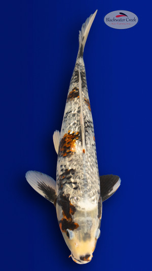 Beni Matsukawabake 15 inches [EB1-4226-32]