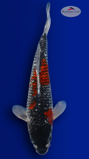 Goshiki 11 inches [EB1-4226-52]