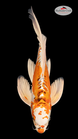 Doitsu Kujaku 15 inches [EB5-4226-36]