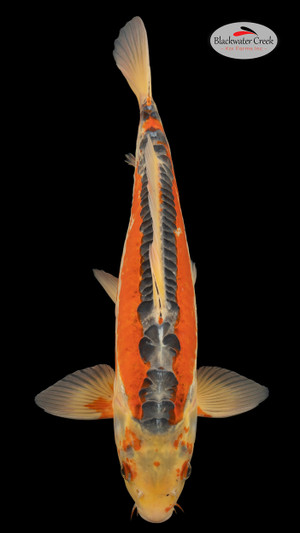 Shusui 19 inches [EB5-4226-37]