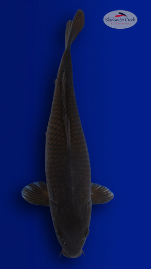 Karasu 19 inches [EB5-4226-38]