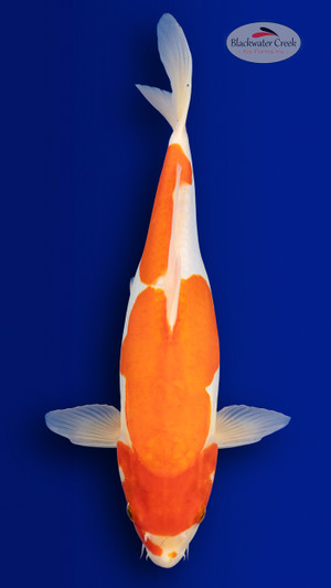 Doitsu Kohaku 15 inches [EB5-4226-39]