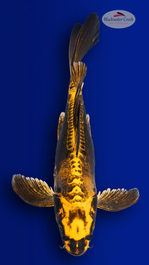 Kin Kikokuryu 13 inches [EB6-4226-41]