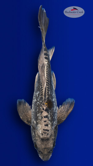 Kikokuryu 14 inches [EB6-4226-43]